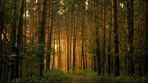 light-forest